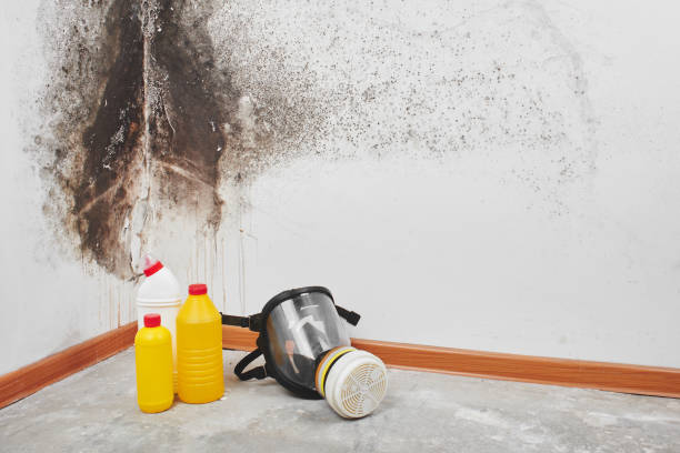 Best Industrial Mold Remediation in USA